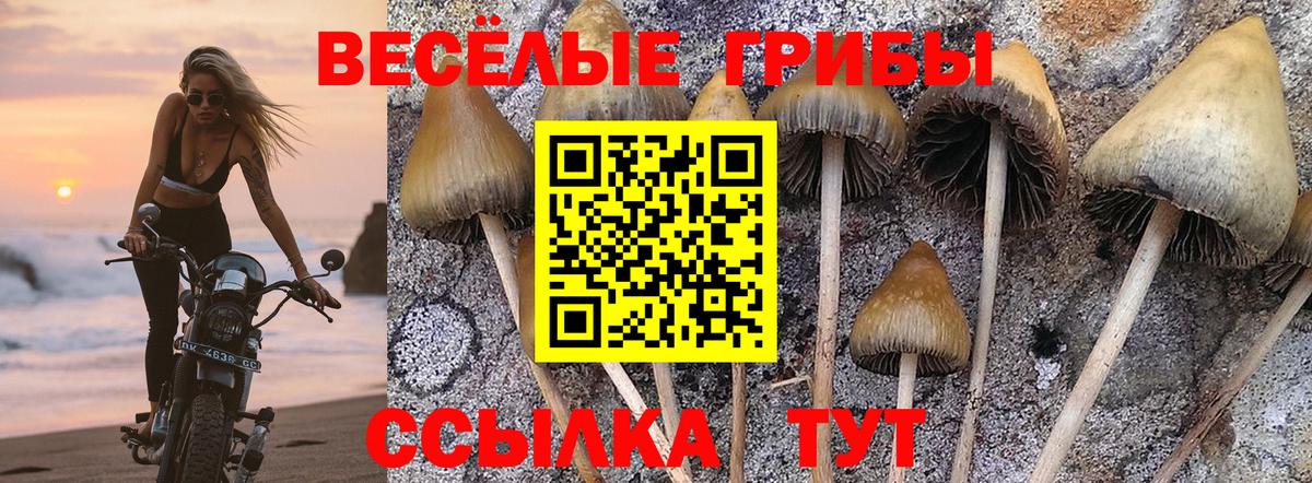Галлюциногенные грибы Psilocybine cubensis Ачхой-Мартан